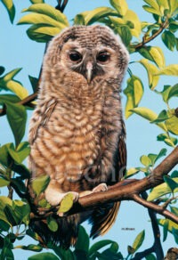 Les yeux dans les yeux