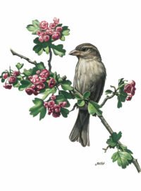 Moineau sur aubépine