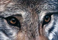 Louve grise, regard de face