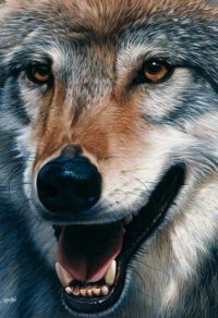 Siska, louve grise de Pologne