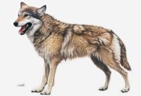 Siska, louve grise de Pologne