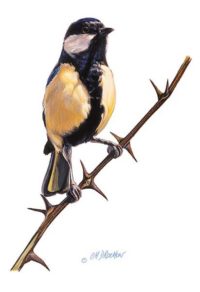 Mésange charbonnière sur branche d'Acacias