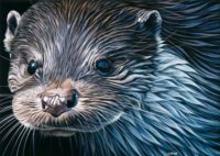 Sam, loutre d'Europe