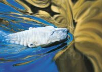 Ours-polaire se baignant