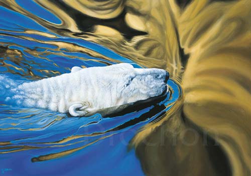 Ours-polaire se baignant